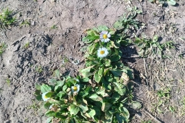 Продаю дачу в дер Бабенки